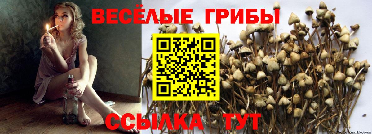 Галлюциногенные грибы Psilocybine cubensis Новоалександровск